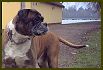 Dogs IX