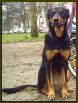 Dogs X