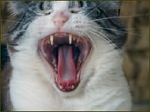 Spitzenreiter in deutschen Haushalten: die Katze