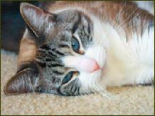 Katze