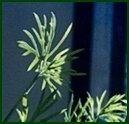 Dill
