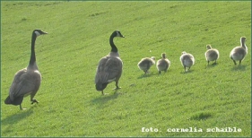 G�nsefamilie