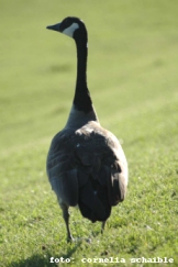 Gans im Garten