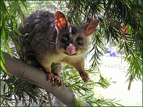 Brushtial Possum im Baum