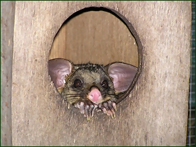 Brushtail versteckt sich