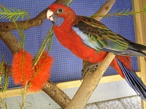 Vogel-Pflegekind