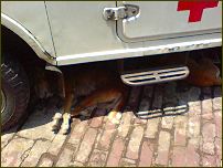 Hunde unterm Ambulanzwagen
