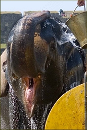 Elefantendusche