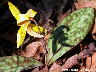 Gelbe Blumen im Wald