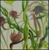 o. T. Bl�tenbilder
