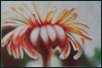 o. T. Bl�tenbilder