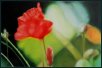 o. T. Bl�tenbilder