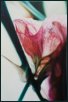 o. T. Bl�tenbilder