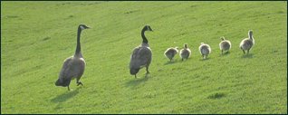 G�nse-Familie