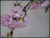 Fr�h�hling 11
