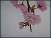 Fr�h�hling 12