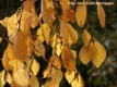 USA-Notizen: Thanksgiving