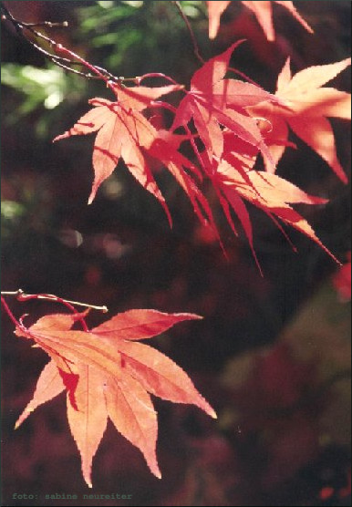 Rote Bl�tter