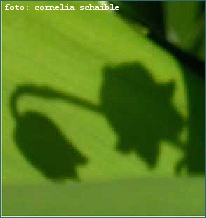 Maigl�ckchen-Schatten