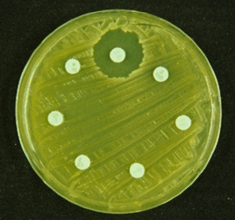 MRSA