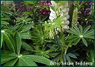 Lupinen