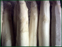 frischer Spargel