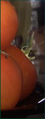 frische Tomaten
