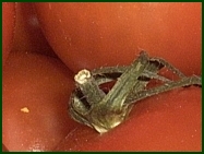 noch mehr Tomaten