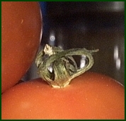Tomate als Sonnenschutz