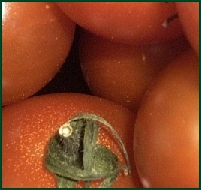 viele Tomaten
