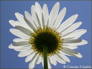 Sommer