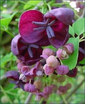 Chocolate Vine