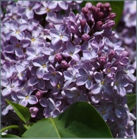 Lilac