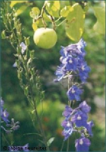Apfel und Blume