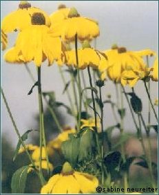 Gelbe Blumen