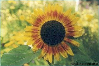 Sonnenblume
