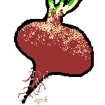 Rote Beete
