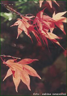 Rote Bl�tter