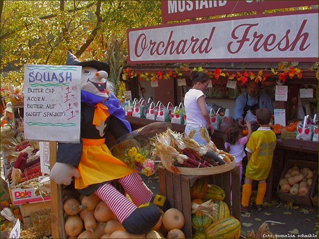 K�rbismarkt