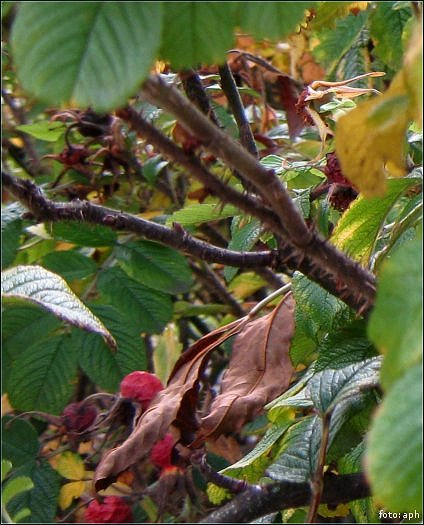 Herbst I