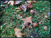 Herbst XIII