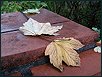 Herbst XIV