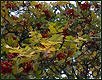 Herbst XV