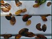 Herbst XVI