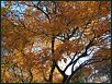 Herbst XVII