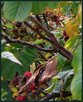 Herbst I