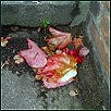 Herbst V