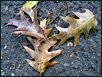 Herbst XII