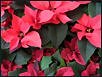 Blumige Weihnachten XII