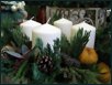 Blumige Weihnachten XV